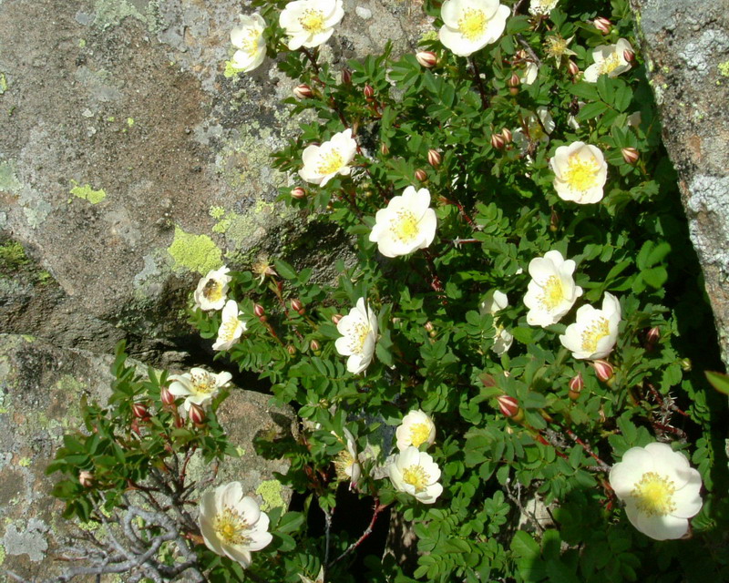 Rosa spinosissima / Rosa di macchia